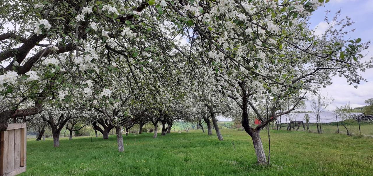 Pensiunea Agroturistica Ica Valea Drăganului Εξωτερικό φωτογραφία