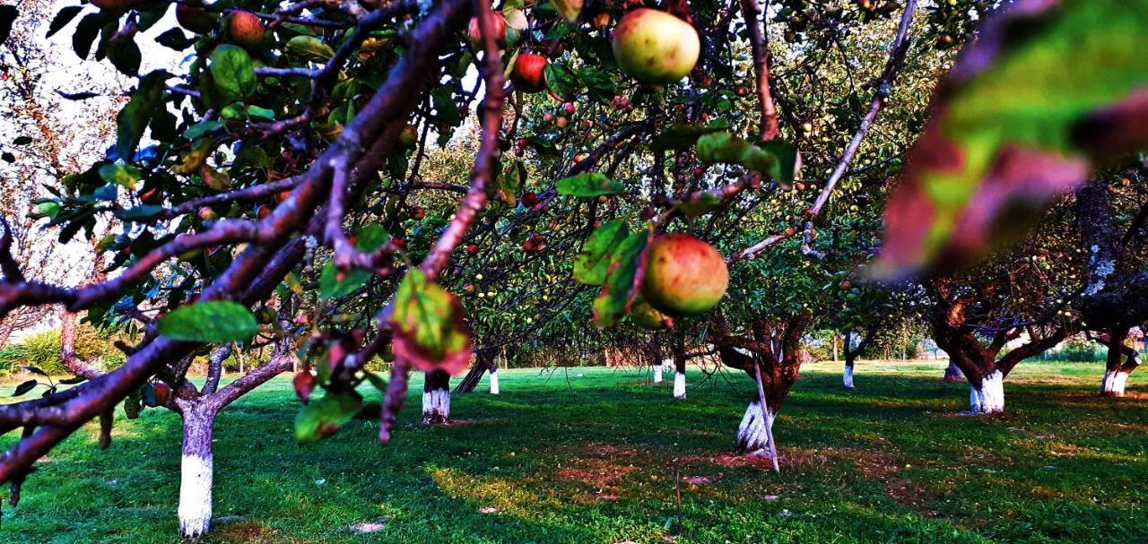 Pensiunea Agroturistica Ica Valea Drăganului Εξωτερικό φωτογραφία